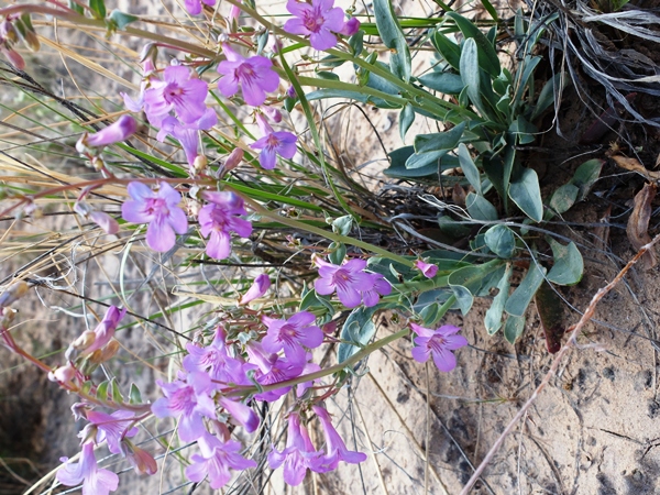 Penstemon fendleri